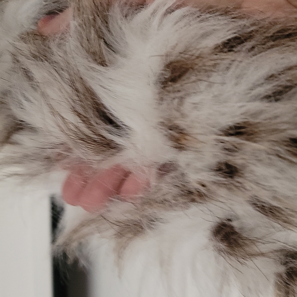 Fake Lynx stole or scarf - Picture 3 of 6